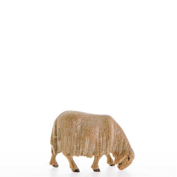 Abweidendes Schaf