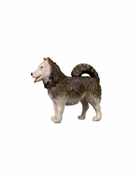 Hund Spitz Hund Spitz