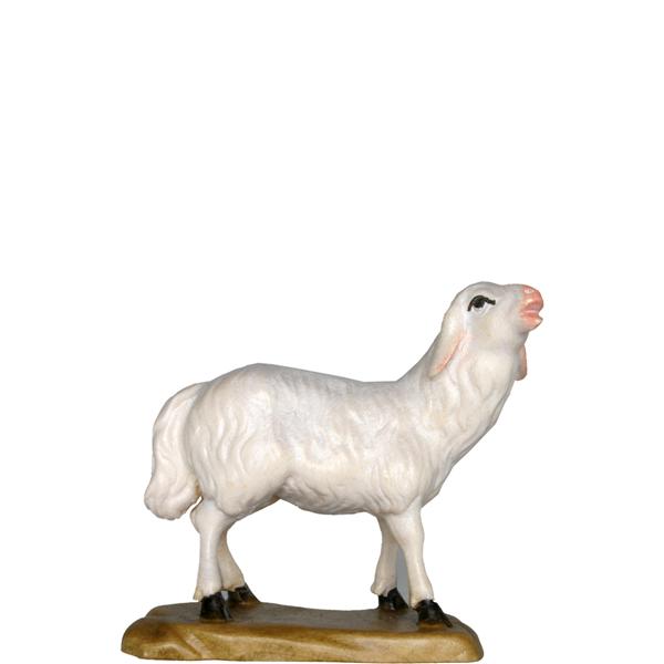 Schaf Lamm Schaf Lamm