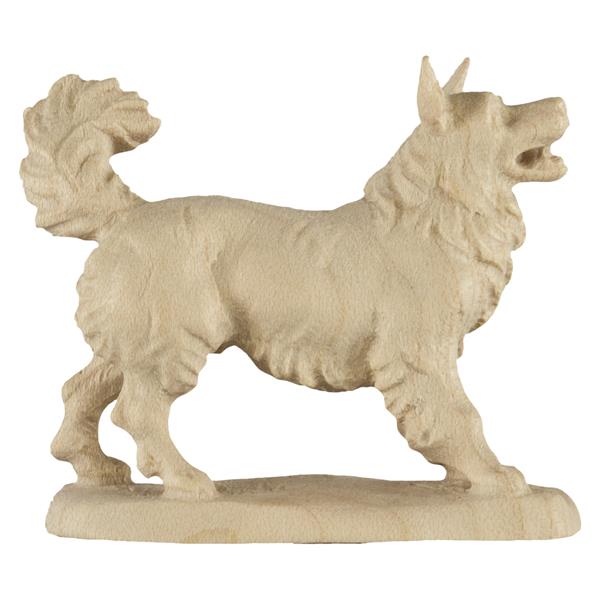 Spitzhund Spitzhund