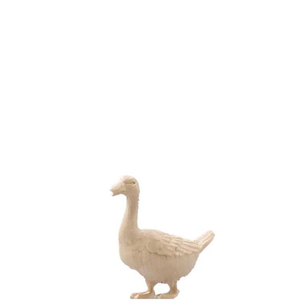 Gans nach vorne schauend