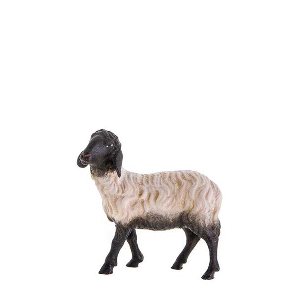 Schwarzköpfiges Schaf stehend Schwarzköpfiges Schaf stehend