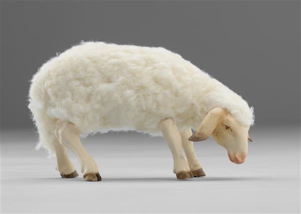 Schaf mit Wolle äsend