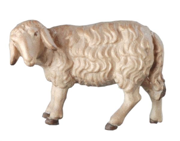 Schaf