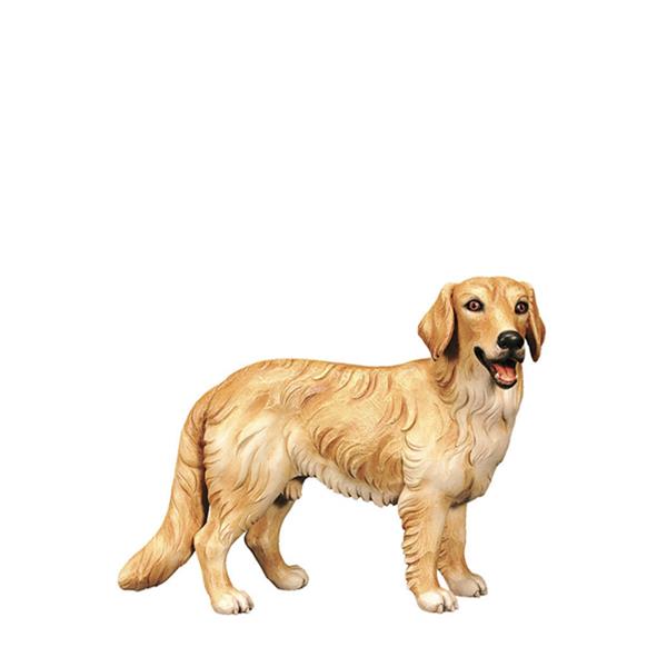 Hund Golden Retriever Hund Golden Retriever