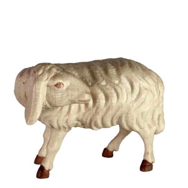 Schaf schauend