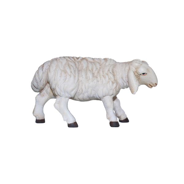 Schaf zuschauend