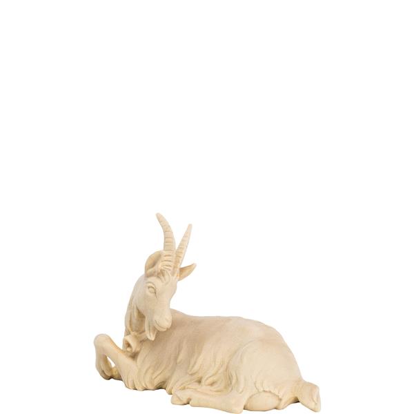 Ziege liegend Ziege liegend