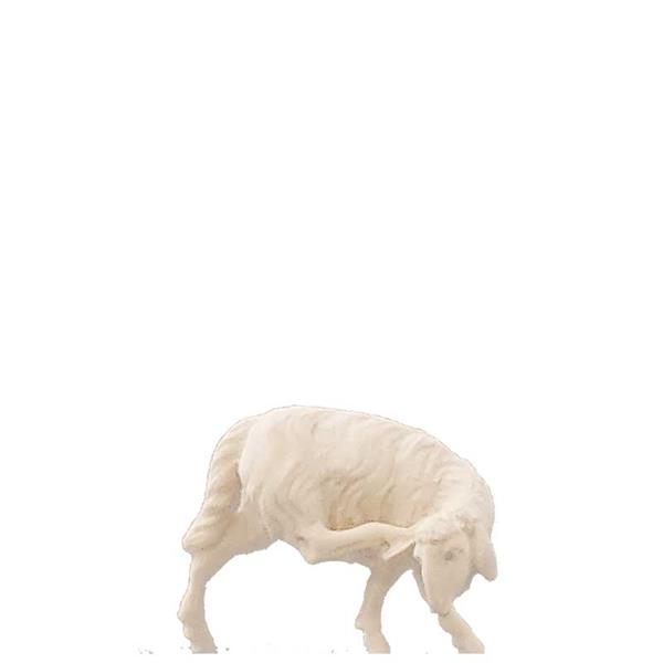 Schaf kratzend Schaf kratzend