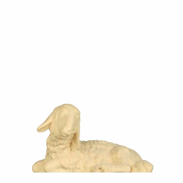Schaf liegend Schaf liegend