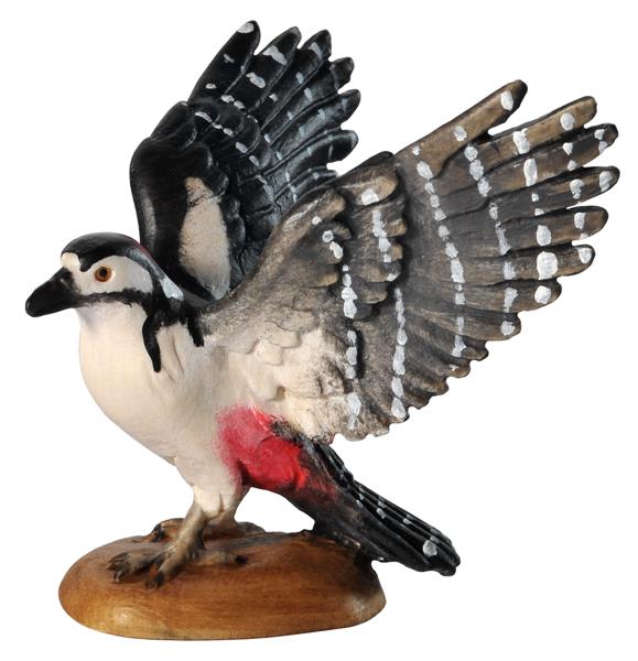 Specht Flügel offen Specht Flügel offen