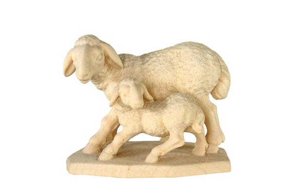 Schafgruppe stehend Schafgruppe stehend