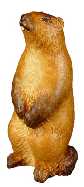 Murmeltier stehend Murmeltier stehend