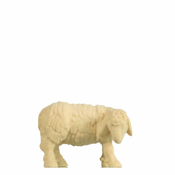 Schaf äsend Kopf rechts Schaf äsend Kopf rechts