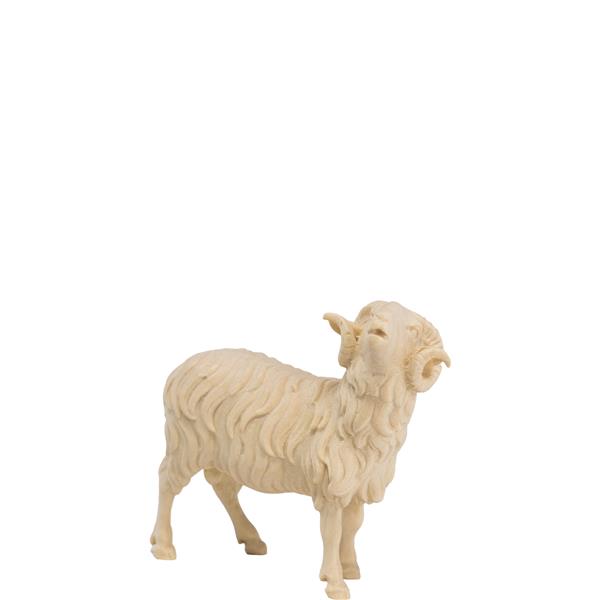 Widder schauend Widder schauend