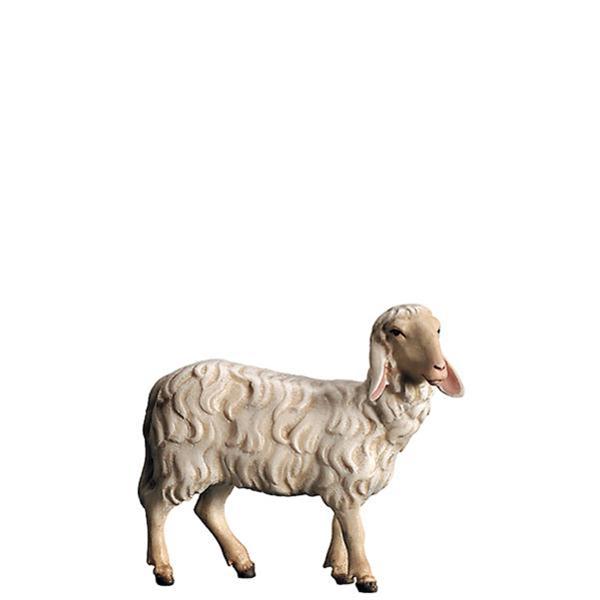 Schaf stehend Schaf stehend