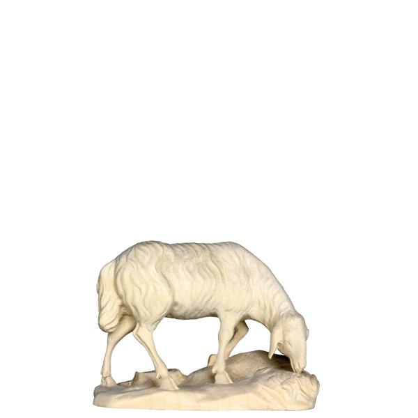 Schaf fressend Schaf fressend