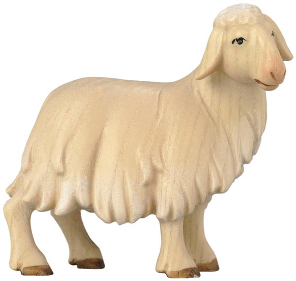 Schaf stehend Schaf stehend