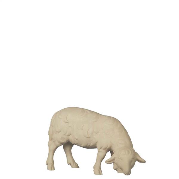 Schaf grasend Schaf grasend