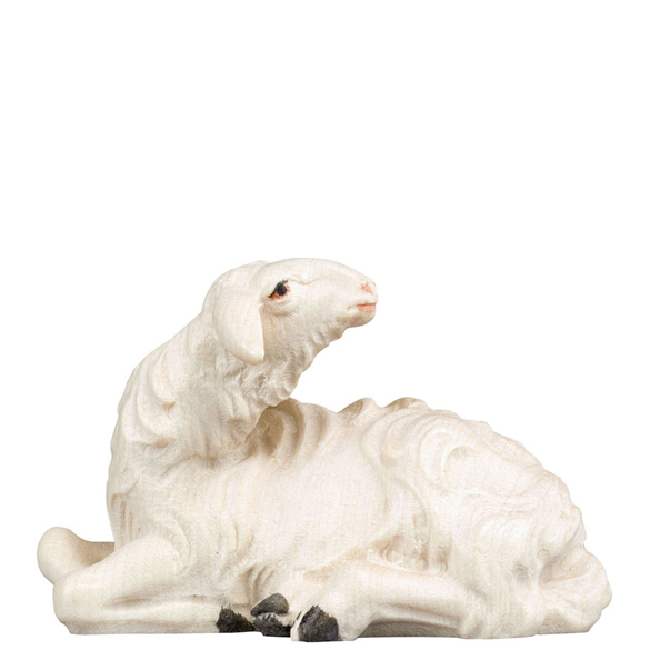 Schaf liegend zurückschauend Schaf liegend zurückschauend