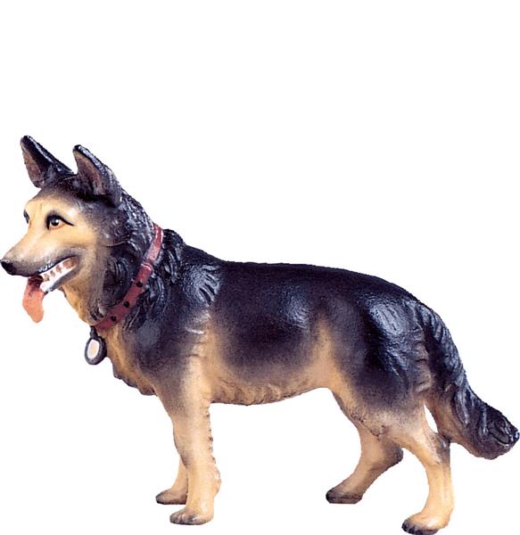 Schäferhund