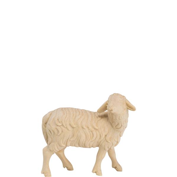 Schaf zurückschauend Schaf zurückschauend