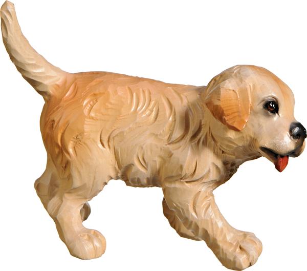 Golden Retriever Welpe