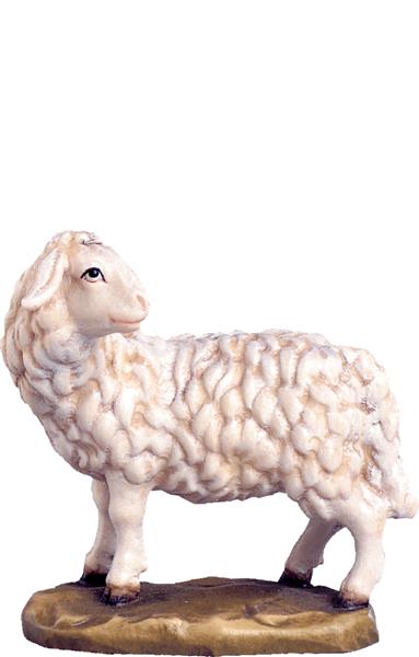 Schaf schauend Schaf schauend