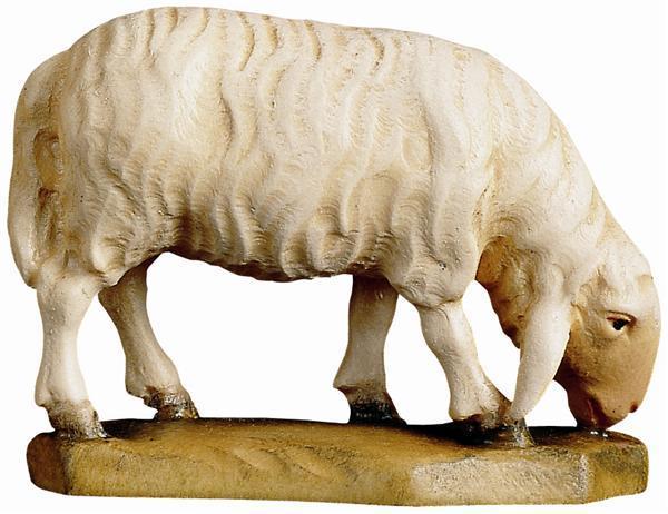 Schaf grasend Schaf grasend