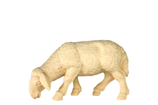 Schaf grasend Schaf grasend