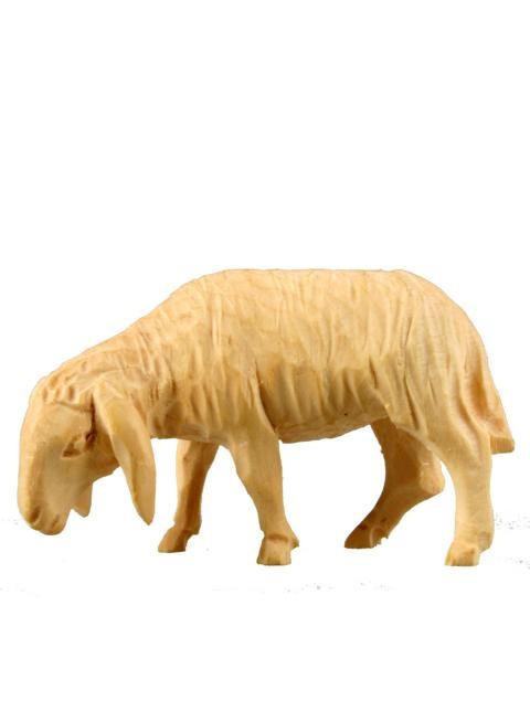 Schaf äsend Schaf äsend