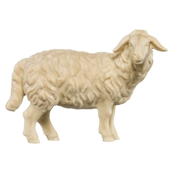 Schaf stehend rechtsschauend Schaf stehend rechtsschauend