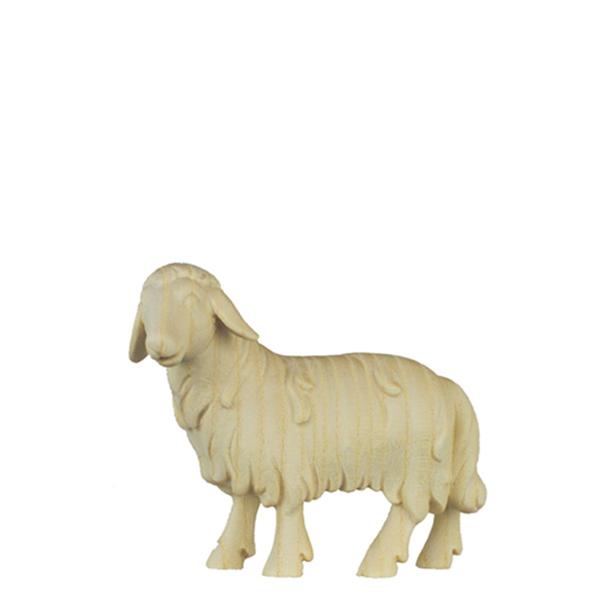 Schaf schauend Schaf schauend