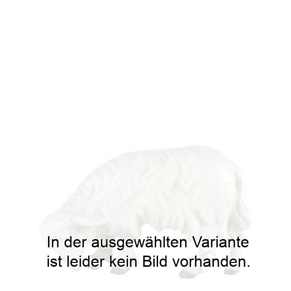 Schaf grasend Schaf grasend