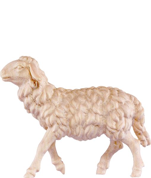 Schaf gehend Schaf gehend