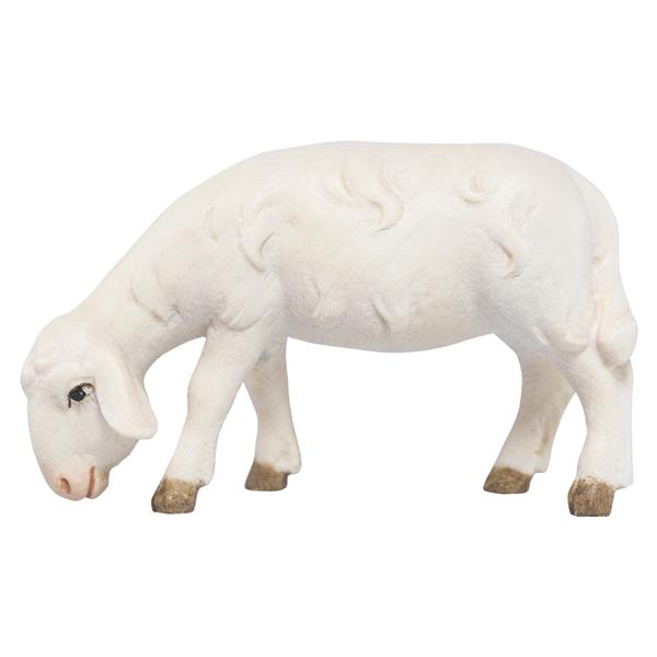 Schaf grasend Schaf grasend