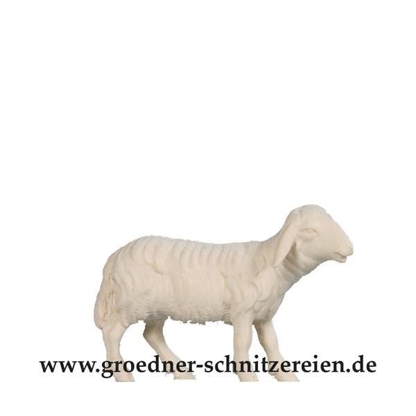 Schaf schauend