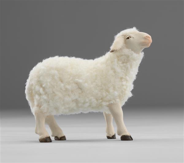 Schaf stehend mit Wolle