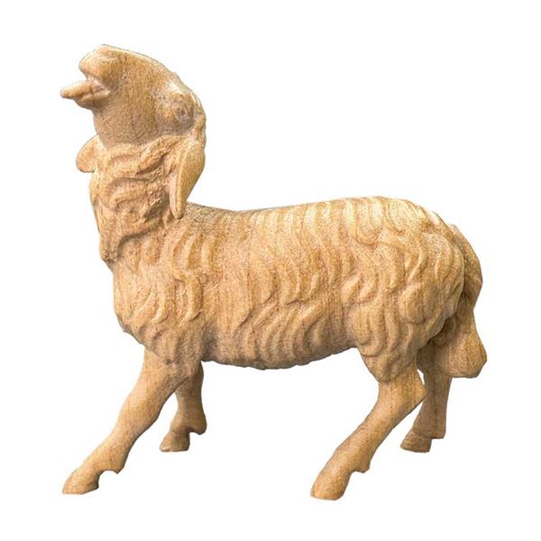 Schaf mit erhobenen Kopf