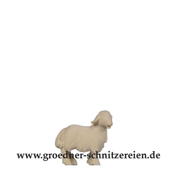 Lamm stehend Lamm stehend