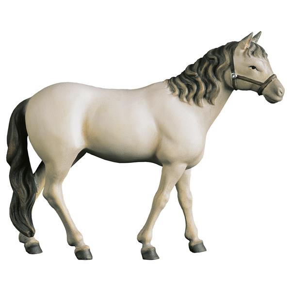Pferd Schimmel Pferd Schimmel
