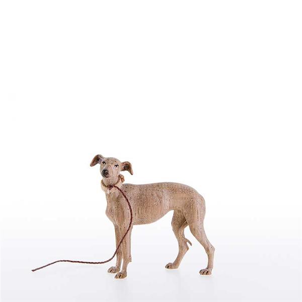 Windhund Windhund