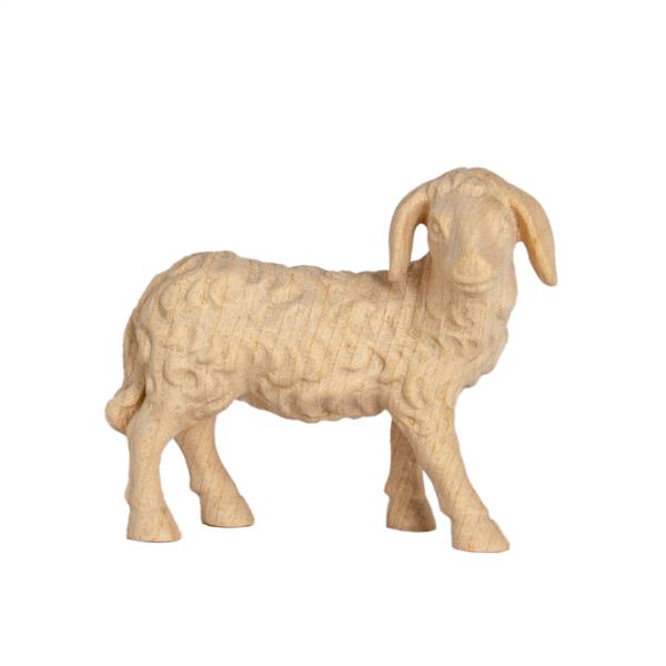 Schaf schauend Schaf schauend