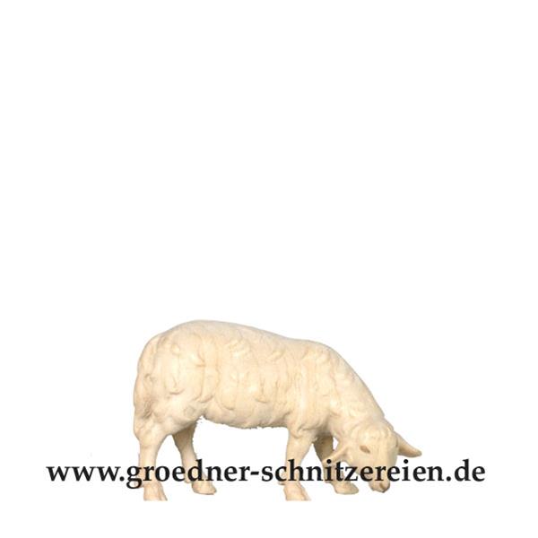 Schaf grasend Schaf grasend