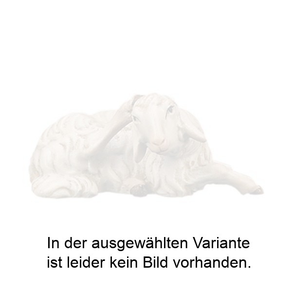 Liegendes Schaf kratzend Liegendes Schaf kratzend