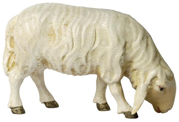 Schaf grasend Schaf grasend