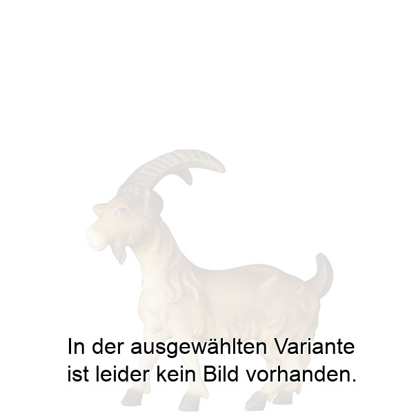Ziege ohne Kitz Ziege ohne Kitz
