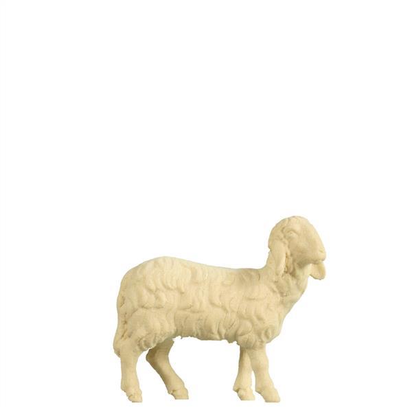 Schaf stehend Schaf stehend