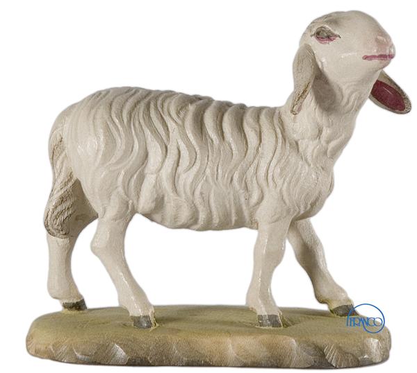 Schaf Kopf erhoben Schaf Kopf erhoben