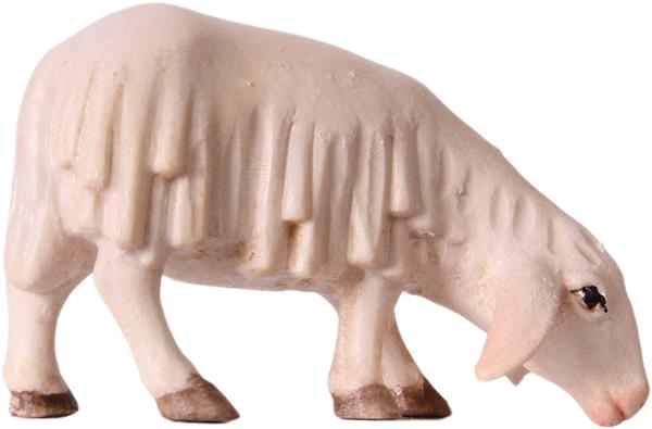 Schaf grasend Schaf grasend